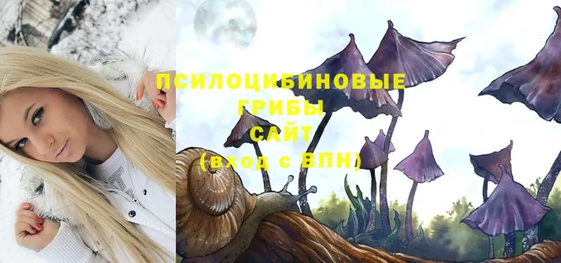 Галлюциногенные грибы Psilocybe  Туринск 